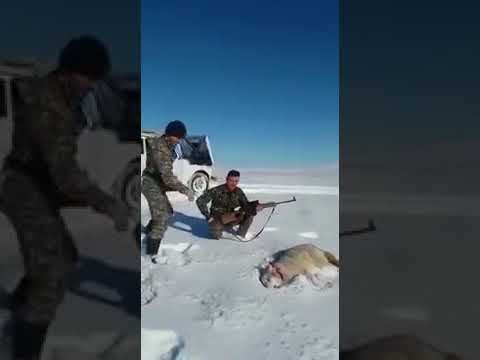 شاهد ذئب يهاجم صيادًا بعد التظاهر أمامه بالموت