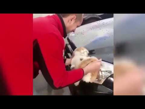 شاهد رجل يستخدم قطة في غسل سيارته المرسيدس