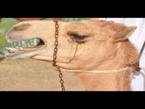 شاهد جمل ينهمرفي البكاء عند اقتراب موعد ذبحه