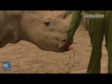 فيديو معاناة ذكر وحيد القرن النادر