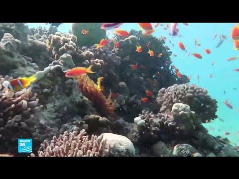 شاهد البحر الأحمر واحة للشعاب المرجانية تمثل أملا وسط التغير المناخي