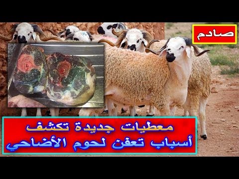 شاهدسبب تعفن لحوم  العيد الأضحى
