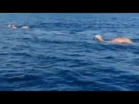 شاهد لقطات لجِمال وفيلة تسبح في البحر