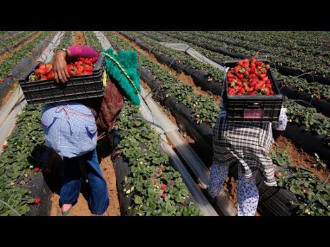 شاهدعاملات الفرولة المغربيات في إسبانيا يفجرن فضيحة