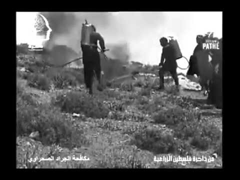 من الذاكرة الزراعية لفلسطين مكافحة الجراد الصحراوي عام 1915