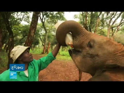 فيلة أفريقيا الوسطى مهددة بالاختفاء كليا من الكوكب خلال عشر سنوات