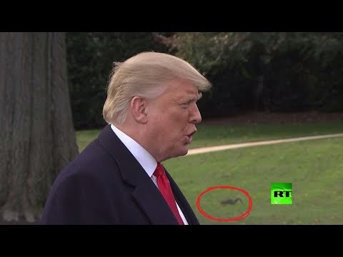 سنجاب يخطف الأنظار خلال كلمة ترامب