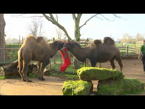وجبات وهدايا مُميزة لنزلاء حديقة حيوانات في لندن