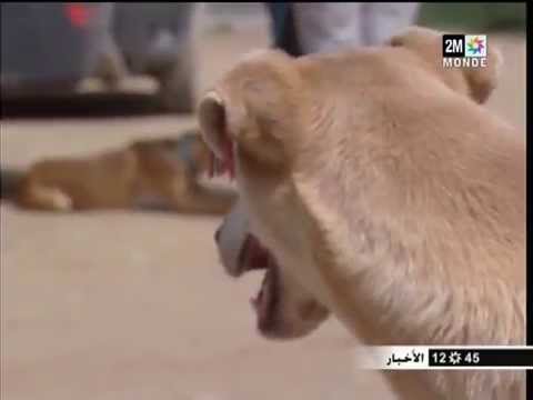 بالفيديو حملة للحد من ظاهرة الكلاب الضالة في تغازوت