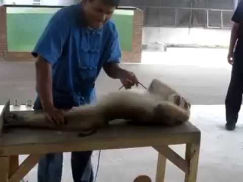 شاهد قرد يمارس التمارين الرياضية للحفاظ على صحته