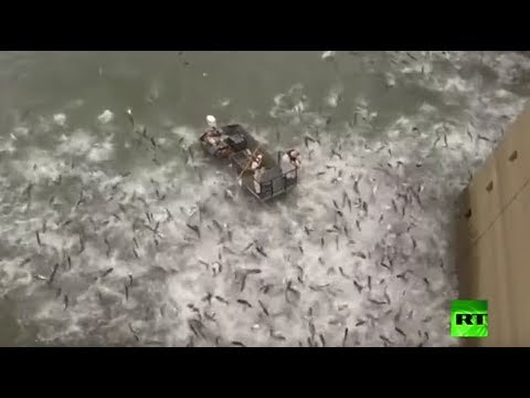 شاهد المئات من أسماك الكارب تقفز في الهواء بسبب صدمة كهربائية شاهد المئات من أسماك الكارب تقفز في الهواء بسبب صدمة كهربائية