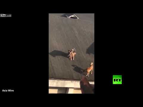 كلبان يتجولان أعلى سقف منزل وأحدهم يقضي حاجاته