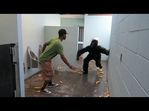 بالفيديو غوريلا تهاجم حمام الرجال