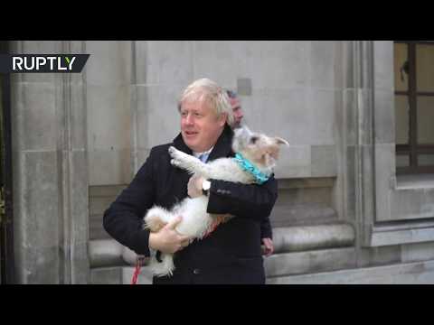 شاهد كلب بوريس جونسون يرافقه أثناء الإدلاء بصوته في الانتخابات