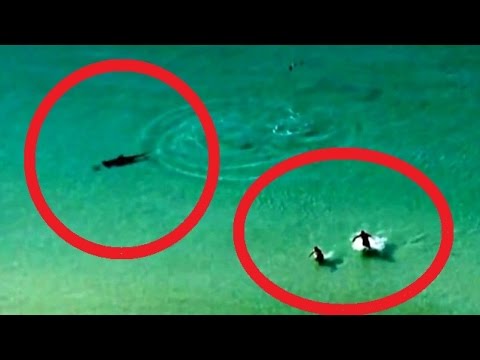 شاهد لحظة هروب رجلين من قرش المطرقة