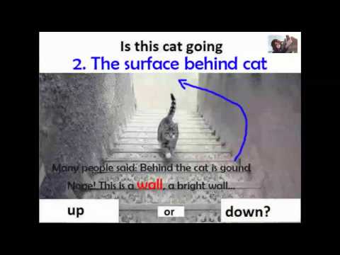 شاهد بالفيديو قطة تثير حيرة الملايين