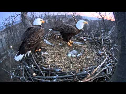 بالفيديو  لحظة خروج صغير النسر من البيضة