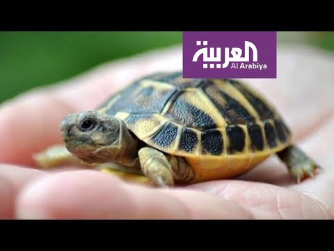 شاهد وجبات غريبة تقدم لمرضى فيروس كورونا في مستشفيات ووهان