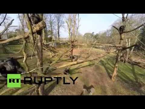 شاهد شمبانزي يسقط طائرة من دون طيار مستخدمًا فرع شجرة