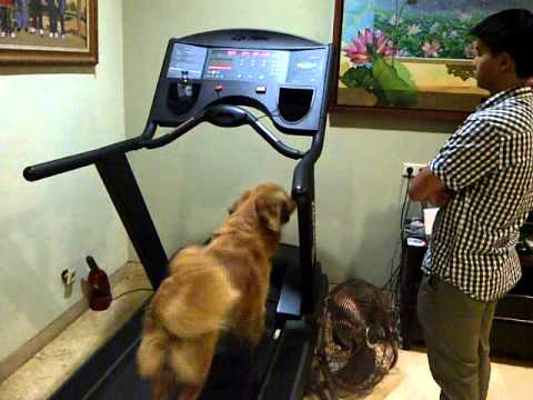بالفيديو كلب يعرف قيمة التمرينات الرياضية