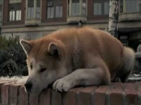بالفيديو 81 عامًا على تشييد تمثال أشهر كلب في العالم