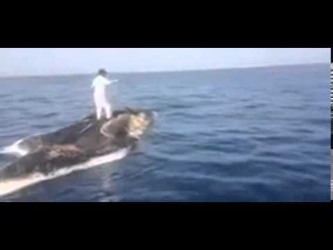 بالفيديو شاب خليجي يصطاد السمك فوق حوت ميت