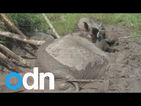 شاهد ثلاث ساعات لإنقاذ أنثى فيل ابتلعها الوحل