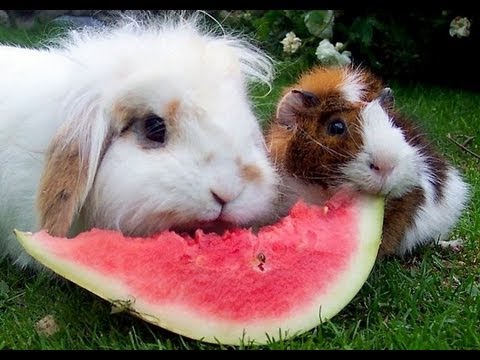 بالفيديو الحيوانات والفاكهة قصة حب لا تنتهي