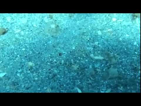 بالفيديو سمكة تمتلك موهبة خارقة في التخفي