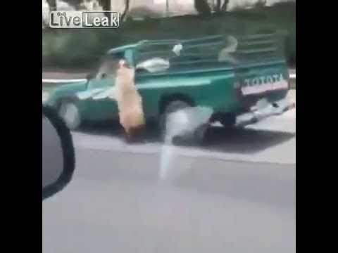 لحظة هروب «خروف» بالقفز من على ظهر شاحنة