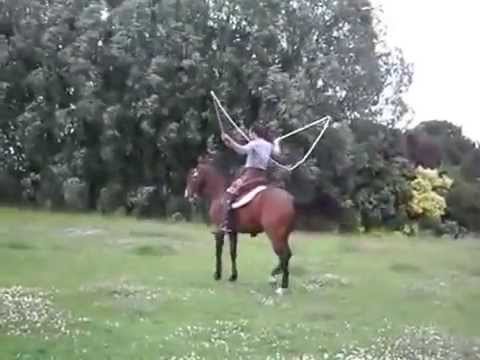 بالفيديو حصان يقفز الحبل في مشهد مذهل