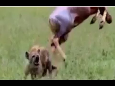 بالفيديو رشاقة ظبي تنقذه من أنياب ضبع مفترس