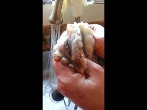 شاهد تغيُّر لون أخطبوط في آخر لحظات حياته