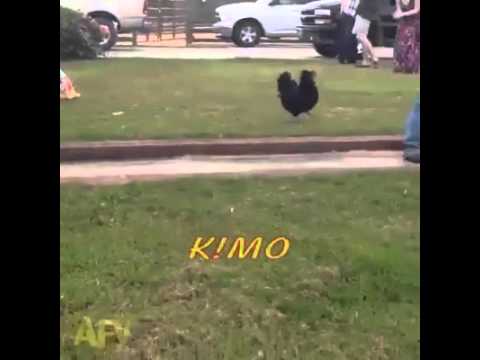 بالفيديو أجبن كلب في العالم