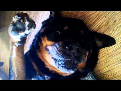 بالفيديو كلب يتقن دور الميت عند رؤيته للدواء لكرهه لتناوله