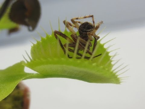 شاهد نبتة تتغذى على الحشرات بطريقة مفترسة