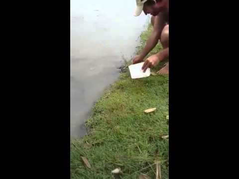 بالفيديو الجوع يدفع السمك للبحث عن الطعام خارج الماء