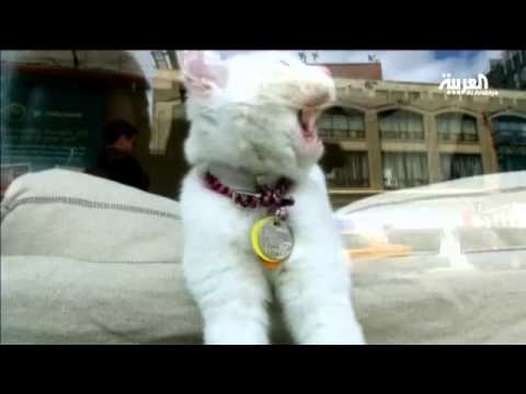 بالفيديو تربية القطط تؤدي إلى الإصابة بـالغلوكوما
