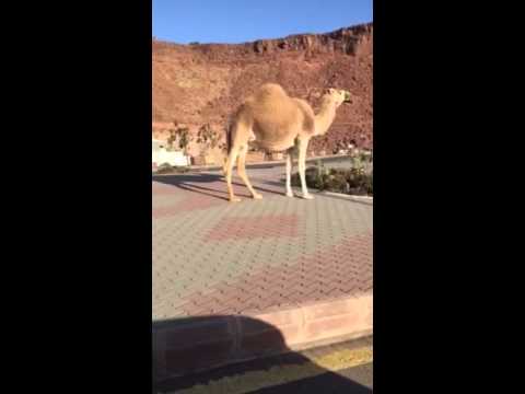 بالفيديو جمال تتجول فى شوارع المملكة العربية السعودية