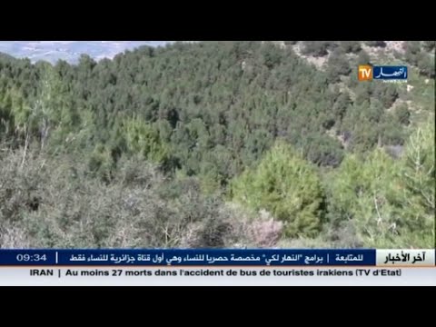 بالفيديو المساحات الغابية تقل في ولاية ميلة الجزائرية