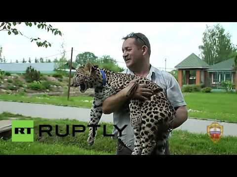 فيديو ضبط فهد يلعب ويستمتع بالشمس في شوارع موسكو