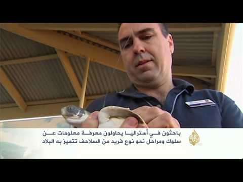 بالفيديو مراحل نمو نوع فريد من السلاحف في استراليا