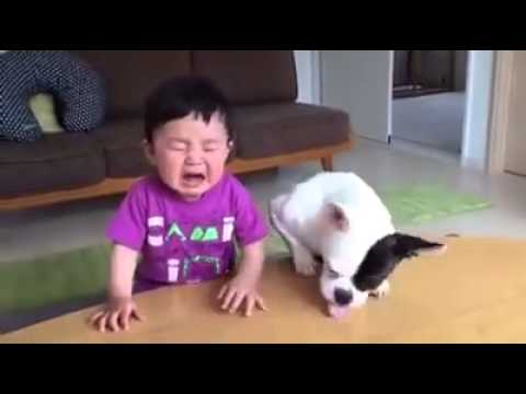 كلب يسرق قطعة «بسكويت» من طفل