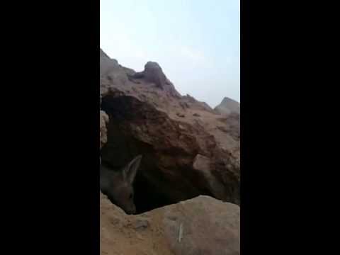 بالفيديو ثعلب يسرق هاتفًا مقابل تصوير جحره