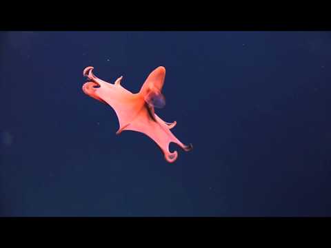 شاهد جزار يضرب شابًا بـالساطور