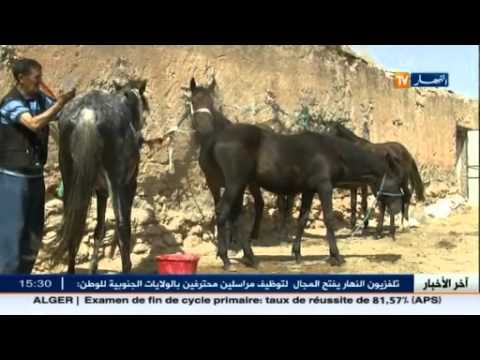 بالفيديو تربية الخيول هواية يعشقها الكثير ومشكلتها غلاء العلف