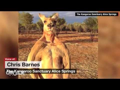 فيديو كنغر مفتول العضلات يتمكن من سحق المعادن