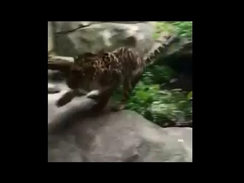 بالفيديو نمر ينقض على طفل في حديقة حيوان