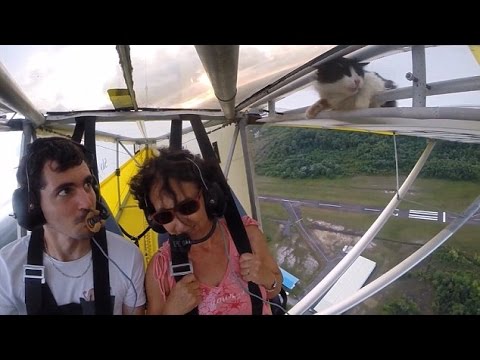 شاهد قطة تسافر رحلة كاملة على متن جناح طائرة