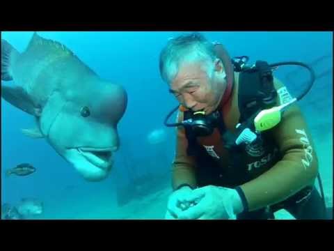 شاهد عجوز يقبّل سمكته الضخمة في أعماق المياه